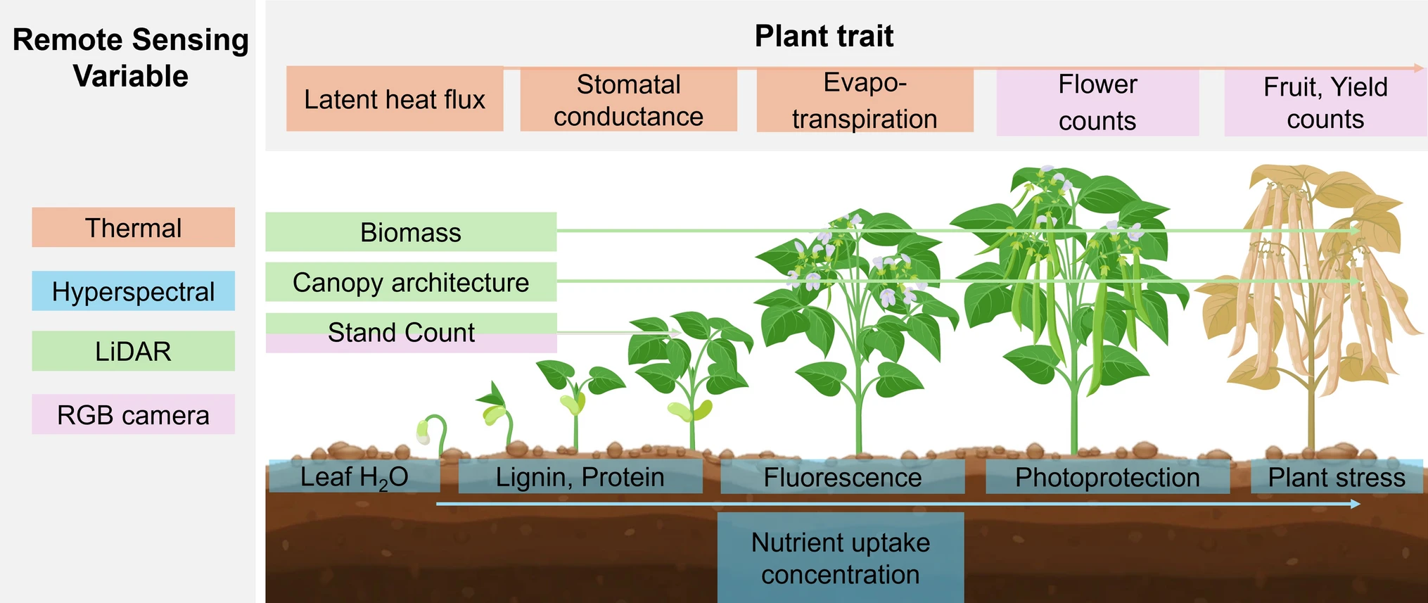 Integration of crop modeling and sensing into molecular breeding for nutritional quality and stress tolerance