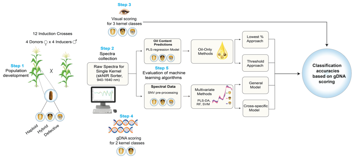 Single-kernel near-infrared spectroscopy enables haploid kernel sorting in field and sweet corn using high-oil haploid inducers across diverse donor-inducer combinations
