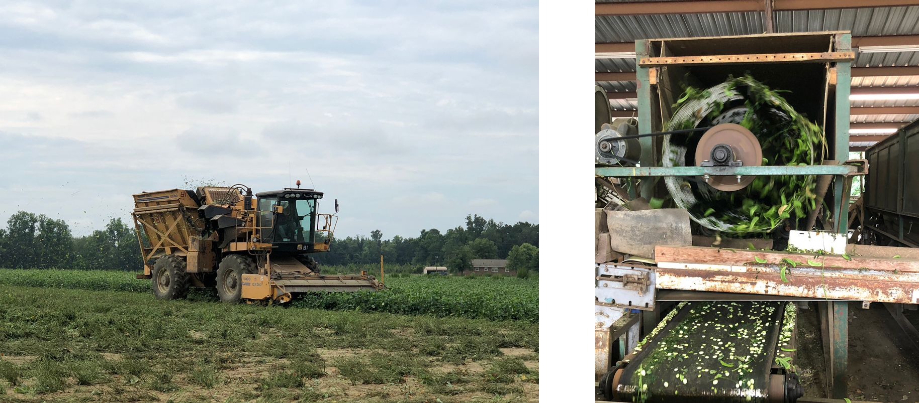 Harvesting (left) and shelling (right) beans at Packhouse Farms